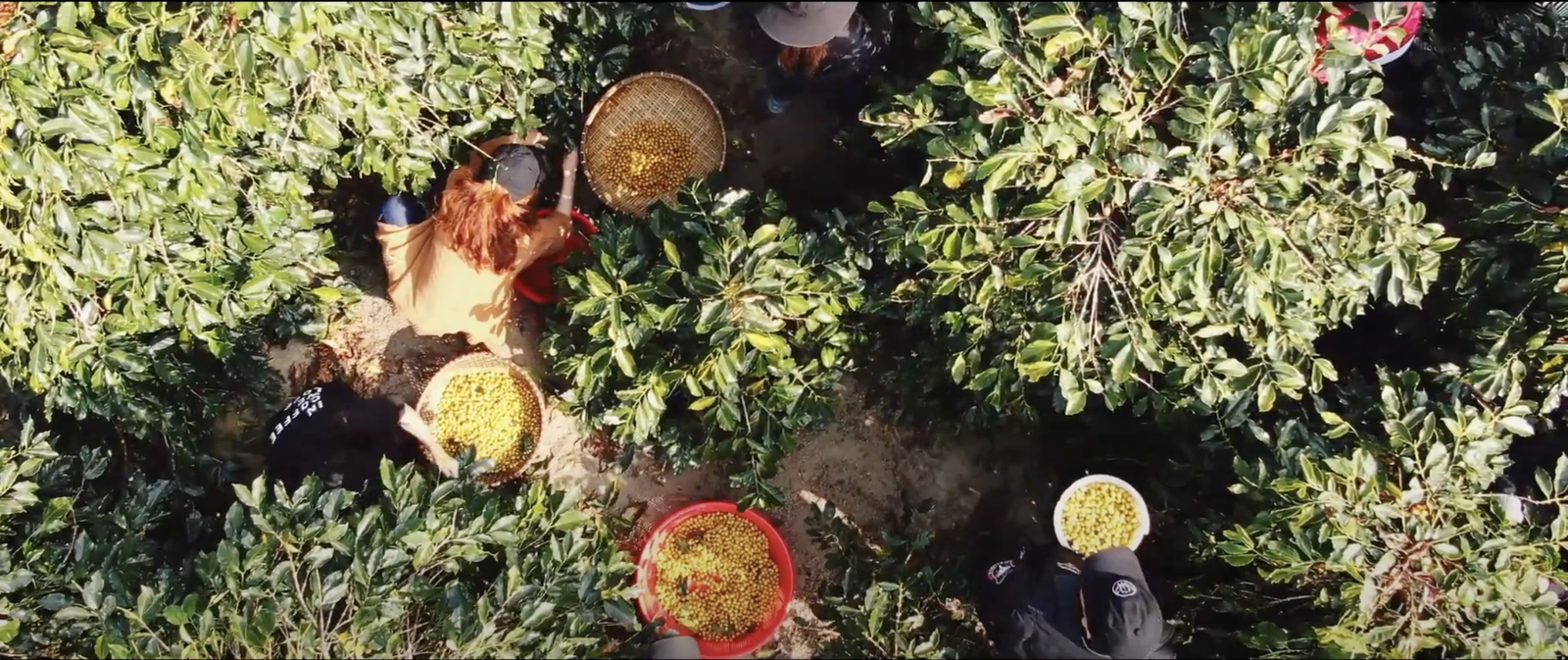 Doccumentary – Specialty Coffee